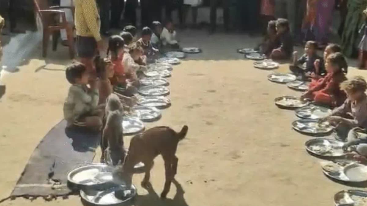 Goats Seen Eating Mid-Day Meal Alongside Children In Madhya Pradesh School, Probe Ordered