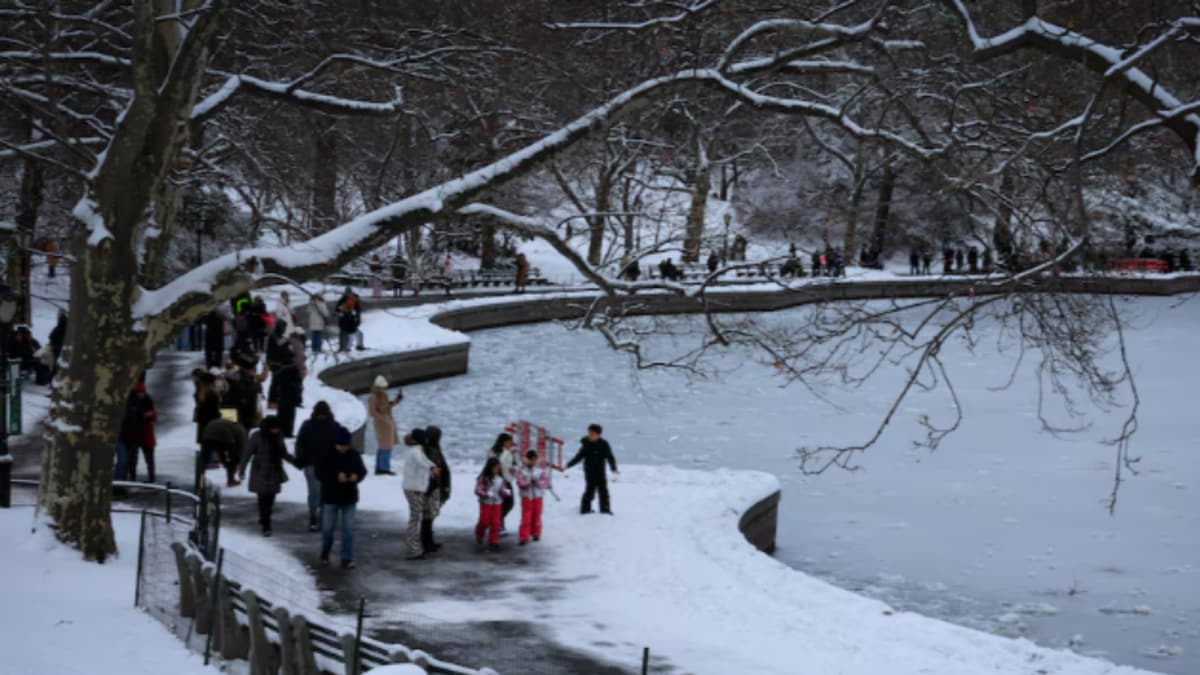 Do Trees Burst In Extreme Cold? Understanding The 'Exploding Trees' Phenomenon Going Viral