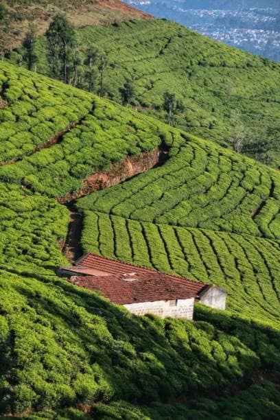 Ooty: Ooty in Tamil Nadu offers a mix of colonial heritage and natural beauty. Botanical gardens, toy train rides, and serene lakes make it a charming retreat. The cool winter climate enhances its romantic appeal, allowing couples to enjoy leisurely strolls and cozy evenings by the fire. Ooty: Ooty in Tamil Nadu offers a mix of colonial heritage and natural beauty. Botanical gardens, toy train rides, and serene lakes make it a charming retreat. The cool winter climate enhances its romantic appeal, allowing couples to enjoy leisurely strolls and cozy evenings by the fire.
