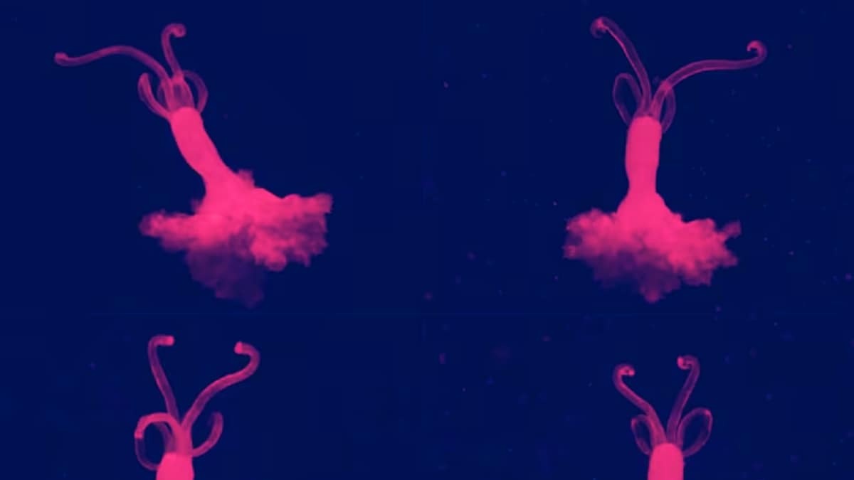 What Are Zombie Worms And Why Is Their Absence Worrying Scientists?