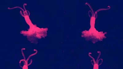 Zombie worms are about one centimetre long and have no mouth or digestive system, but use root-like structures to burrow into bones.