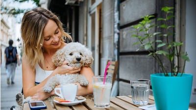 With pets increasingly regarded as integral members of the family, pet-friendly destinations offering comfort, calm, and easy accessibility are emerging as preferred choices for year-end breaks.