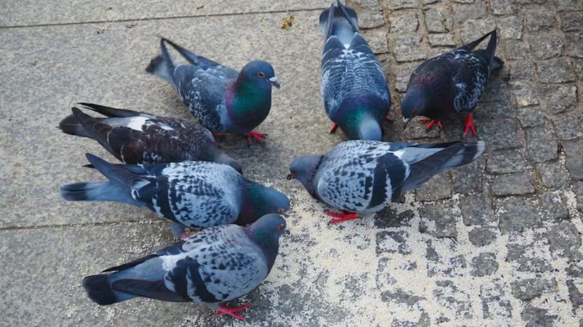 Why Feeding Pigeons In Bengaluru Can Lead To Jail Time, Health Department Issues Strict Public Warning
