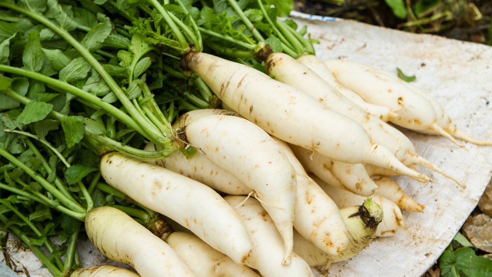 Don’t Discard Radish Leaves: Surprising Health Benefits And Easy Winter Recipes