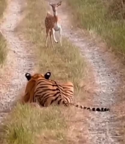 Along with the coloured surface, NHAI has added twenty-five underpasses. These passages allow animals to move safely underneath the highway. Along with the coloured surface, NHAI has added twenty-five underpasses. These passages allow animals to move safely underneath the highway.