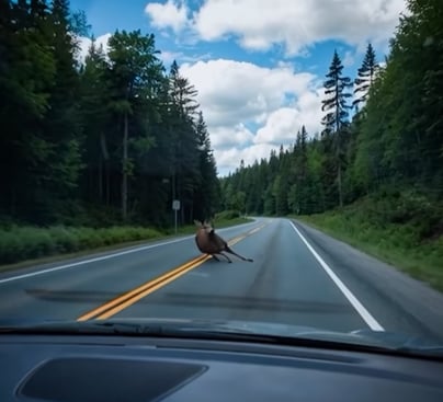 This slowdown effect helps reduce collisions and gives animals more time to cross safely. It also makes drivers more aware of their surroundings. This slowdown effect helps reduce collisions and gives animals more time to cross safely. It also makes drivers more aware of their surroundings.