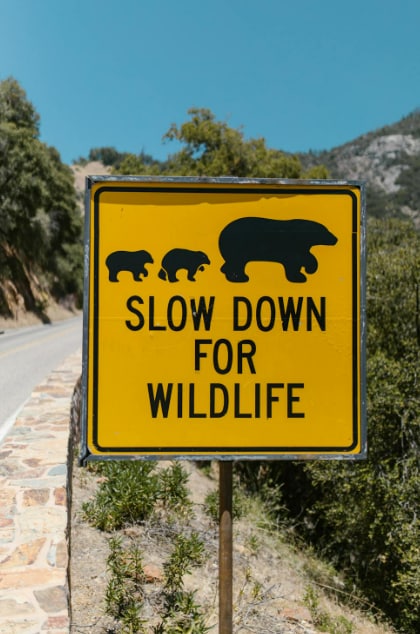 That little vibration alerts drivers to slow down. It reminds them that animals may be crossing nearby. That little vibration alerts drivers to slow down. It reminds them that animals may be crossing nearby.