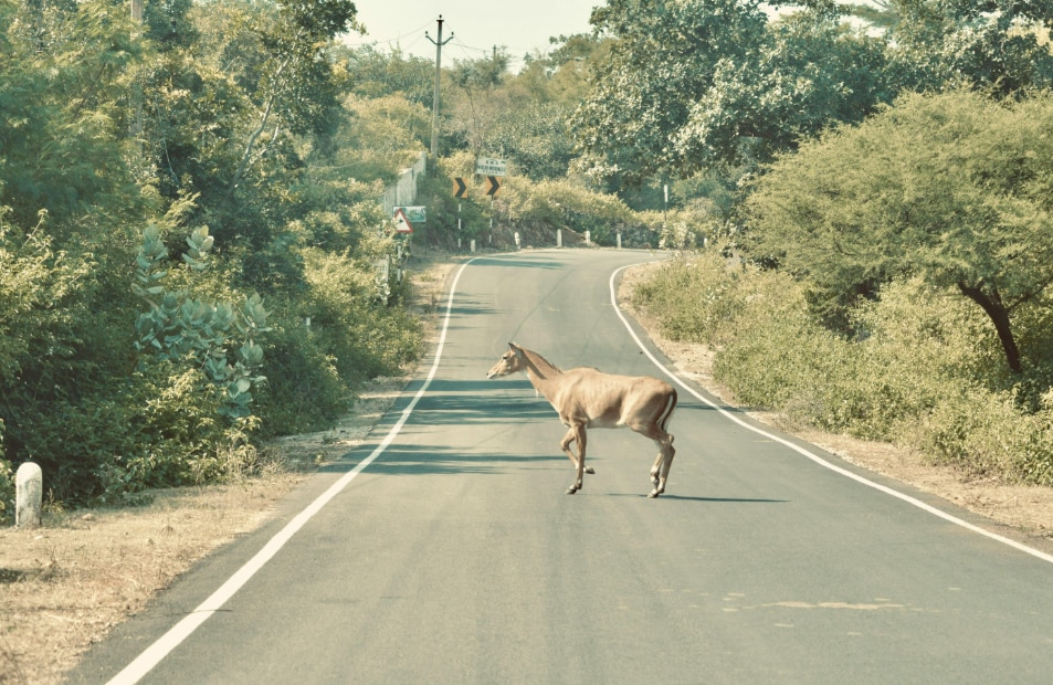 Even large animals like Nilgai were at risk on this stretch. The area slowly became known as a danger zone. Even large animals like Nilgai were at risk on this stretch. The area slowly became known as a danger zone.
