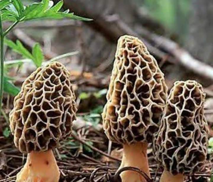 Gucchi mushrooms, used in gourmet cooking, are a powerhouse of nutrients, minerals and vitamins. They also contain antioxidant properties. Gucchi mushrooms, used in gourmet cooking, are a powerhouse of nutrients, minerals and vitamins. They also contain antioxidant properties.