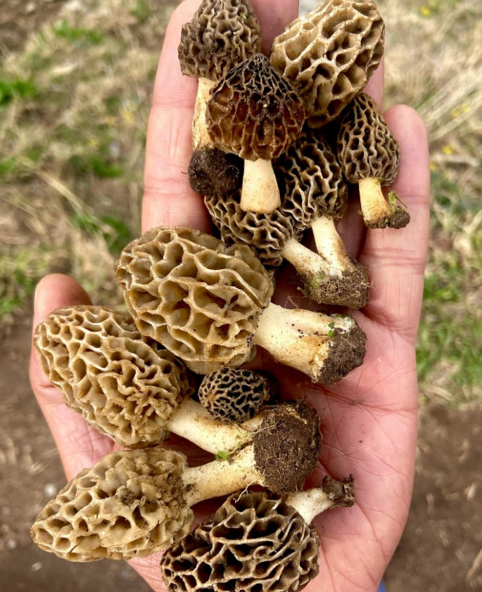 The scientific name of gucchi mushrooms is Morchella esculenta. They grow in the winter season and locals collect them in the months of March to May. The scientific name of gucchi mushrooms is Morchella esculenta. They grow in the winter season and locals collect them in the months of March to May.