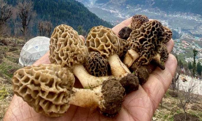 Gucchi mushrooms might reduce the risk of heart disease and diabetes. Cholesterol-free and low in calories, they can also help boost immunity and fight against certain diseases. Gucchi mushrooms might reduce the risk of heart disease and diabetes. Cholesterol-free and low in calories, they can also help boost immunity and fight against certain diseases.