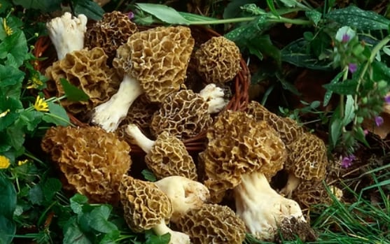 The price of this exquisite mushroom can shoot up to Rs 40,000 per kilo, making it one of the most expensive varieties in the world, reports Manorama. These fungi are usually found under leaf litter, near decaying wood, if not in fertile soil. The price of this exquisite mushroom can shoot up to Rs 40,000 per kilo, making it one of the most expensive varieties in the world, reports Manorama. These fungi are usually found under leaf litter, near decaying wood, if not in fertile soil.