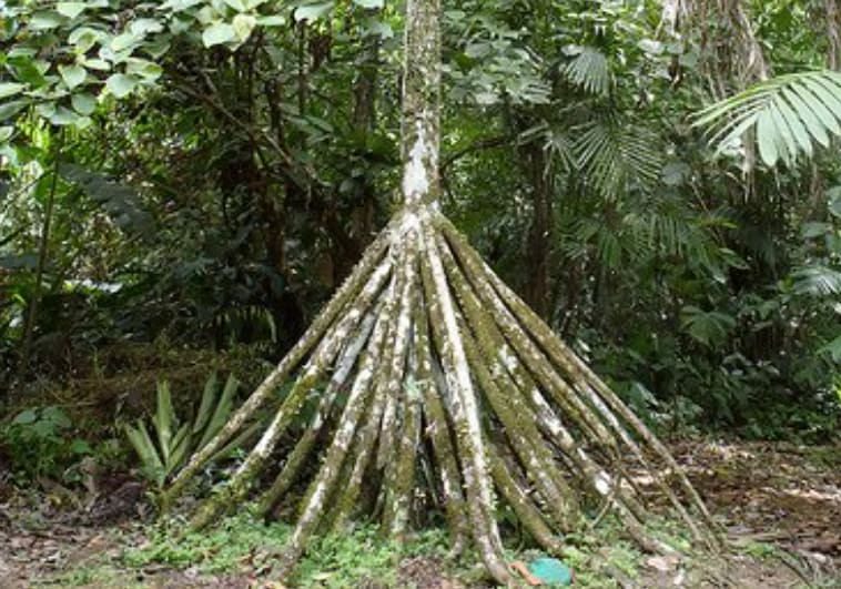 Stilt Roots Inrainforest A Tree That Walks Through The Jungle? People Say It Can, But Science ...