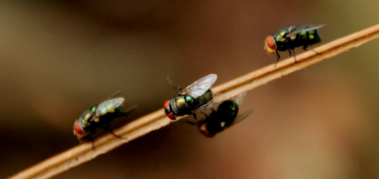 Bugs are all around us. Some are good for the environment, but others are annoying when they invade our homes, showing up where we least expect them.