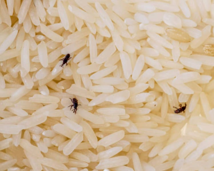 Scientifically called the rice weevil, it is as small as a sesame seed but has a snout as sharp as a small drill.