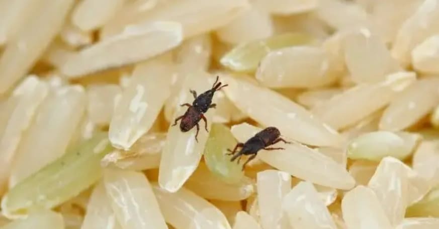Even after processing and packaging, the eggs hidden in the grains remain alive. The heat and humidity inside the home help these insects hatch, develop into larvae, and grow into flying insects.