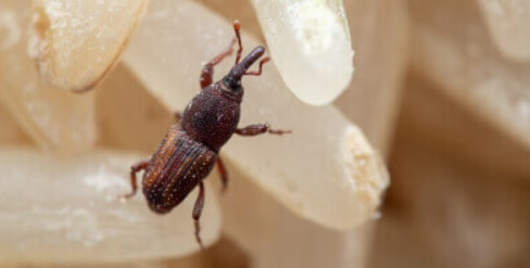 Note: These rice bugs or weevils are not poisonous. Even if you eat rice with them, you won't get sick. But the nutritional value is slightly lower.