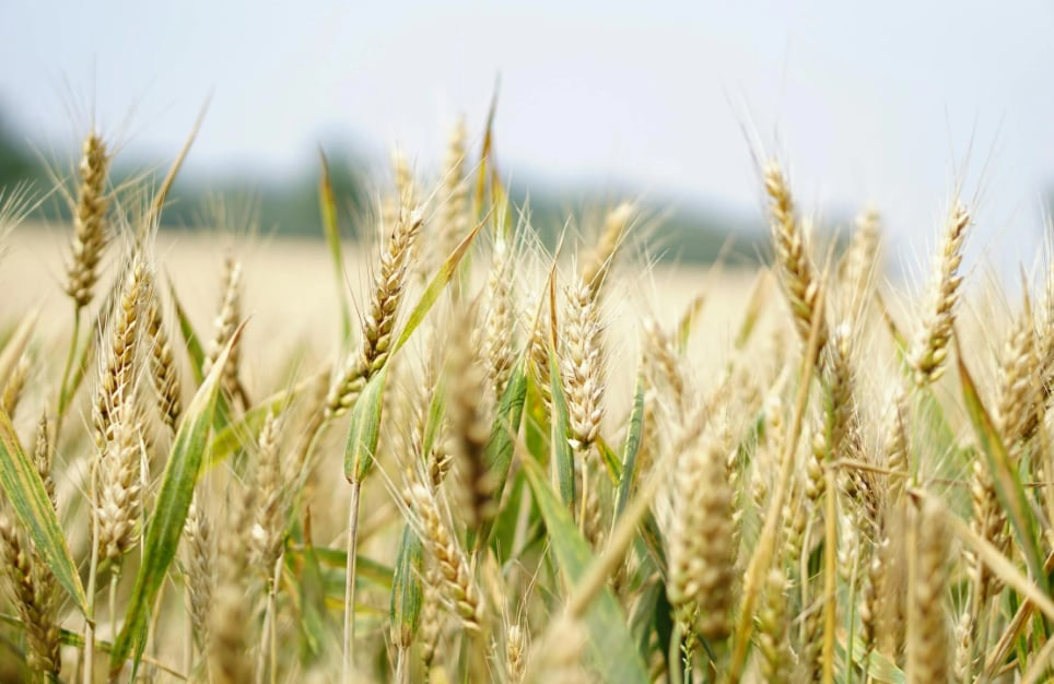 Some parts of the world, including Andhra Pradesh, Telangana, Karnataka, and Maharashtra, celebrate New Year in March–April, marking the start of a new harvest cycle.