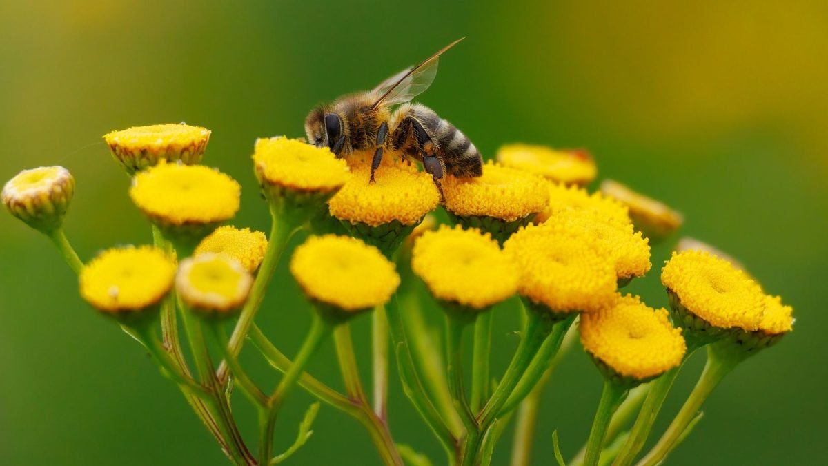 Meet The Bees That Don’t Sting, And The Karnataka Village Thriving On Them