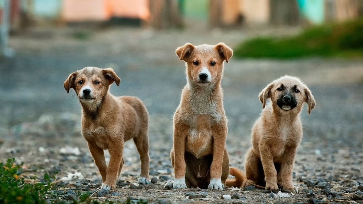 Two Street Dogs From Mysuru Find Homes In Germany Through Adoption Drive