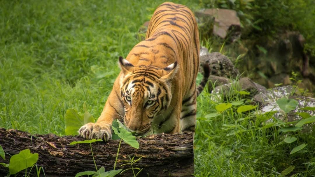 Sundarbans National Park, West Bengal: Characterized by winding tidal rivers and dense mangroves, Sundarbans offers boat safaris that can unveil elusive Royal Bengal tigers and rich estuarine wildlife, all set against its dramatic and unique landscapes.