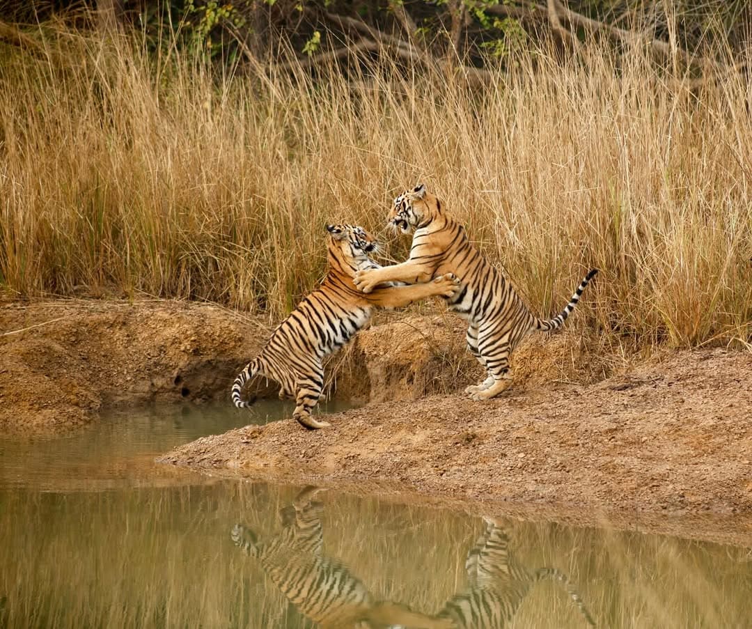 Tadoba-Andhari Tiger Reserve, Maharashtra: Known for its open landscapes and abundant waterholes, Tadoba offers frequent tiger sightings, particularly during the dry season. The reserve is celebrated for its thrilling safari experiences and rich biodiversity.