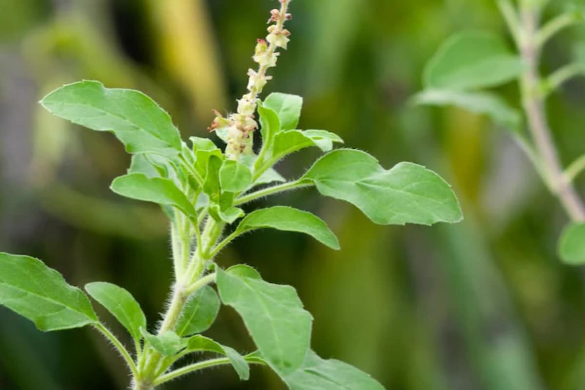 Should You Chew Tulsi Leaves? Here’s What Science And Religion Agree On