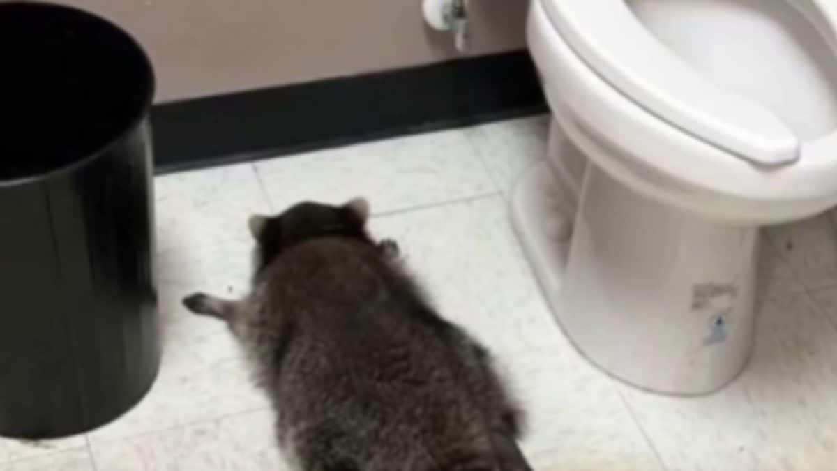Raccoon Found Drunk As Skunk In Liquor Store Bathroom In US's Virginia