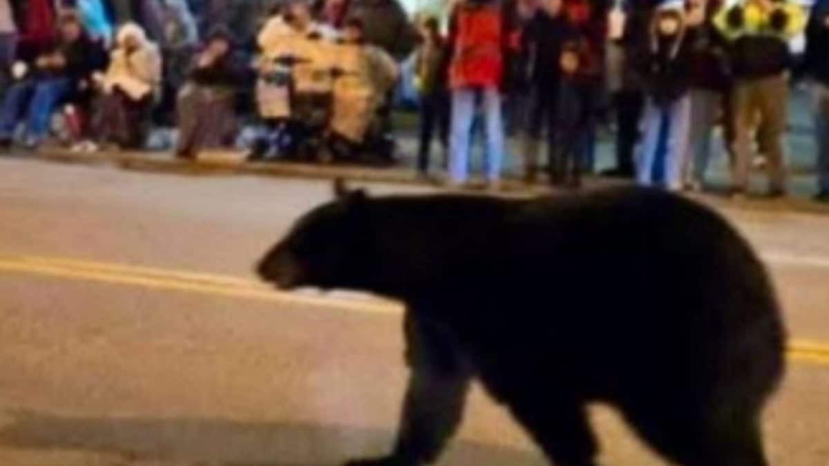 Black Bear Crashes Christmas Parade In Tennessee, Stunning Spectators | Watch