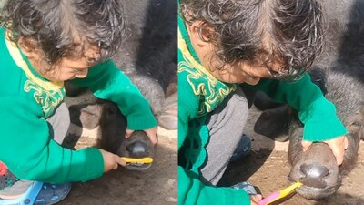 The buffalo calf sitting quietly understood what the girl was trying to do. (Photo Credit: Instagram)