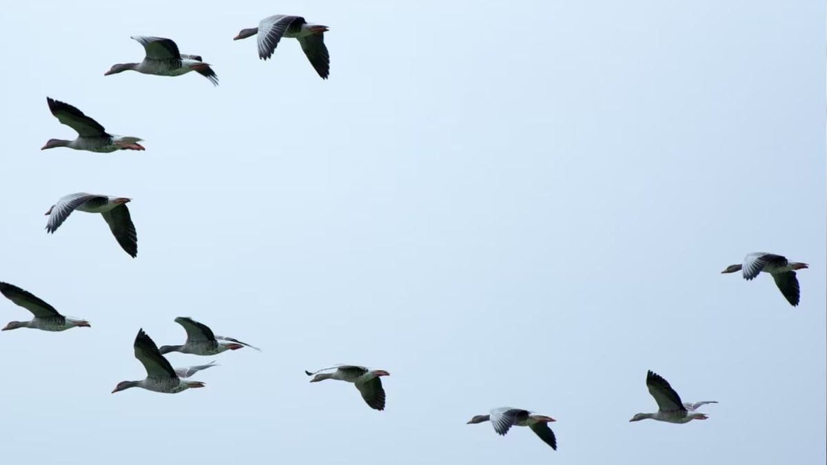 This Bird, Dangerous Than King Cobra, Can Cause Mild Paralysis & Heart Attack Just By Touching Its Feathers