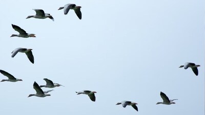Hooded Pitohui is found in New Guinea. (Representative Image)