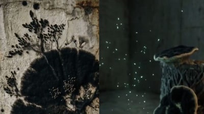 The fungus contains melanin. (Photo Credit: Instagram)