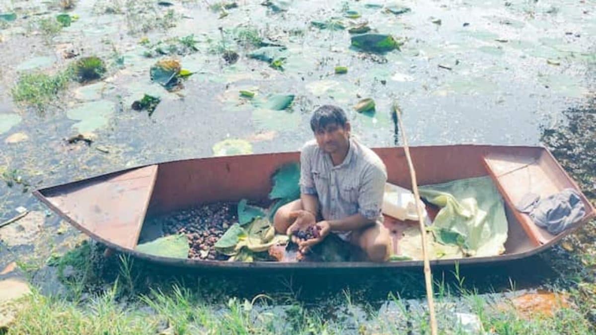 Why Farmers Cover Their Bodies In Burnt Motor Oil Before Harvesting This Winter Crop