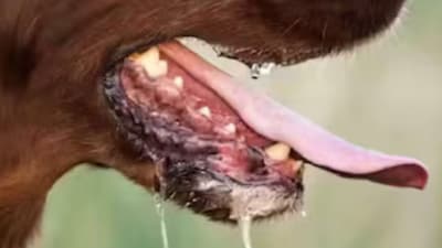 Pet owner attacked by an uncontrolled dog. (Representative Image)