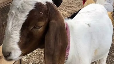 One of the goats, villagers alleged, had been bitten by a dog a few days earlier. (Representational Image)