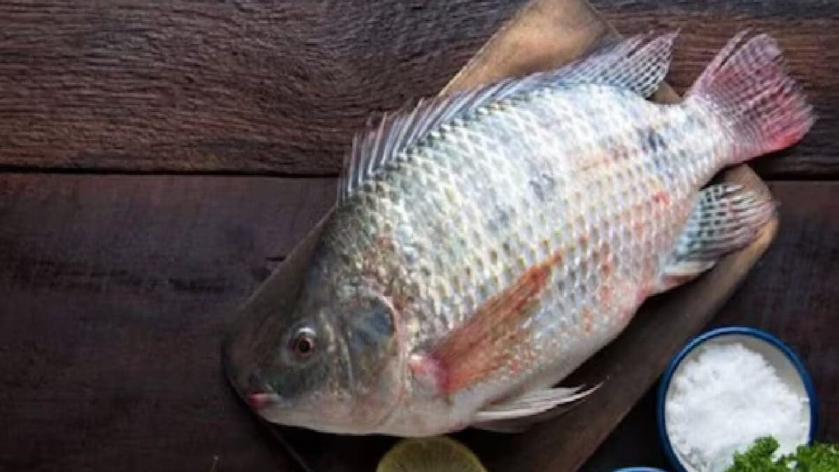 Chinese Scientists Create Easy-To-Eat Boneless Fish After Years Of ...