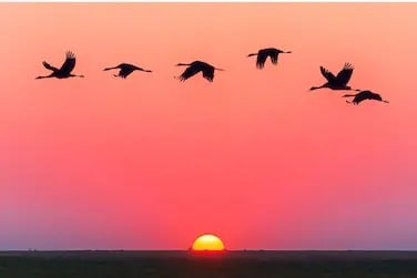 Birds are often seen as the most adorable and harmless creatures on Earth. From parrots to peacocks, there are a myriad of feathery creatures in the avian world that leave us mesmerised with their colours and beauty. Birds are often seen as the most adorable and harmless creatures on Earth. From parrots to peacocks, there are a myriad of feathery creatures in the avian world that leave us mesmerised with their colours and beauty.