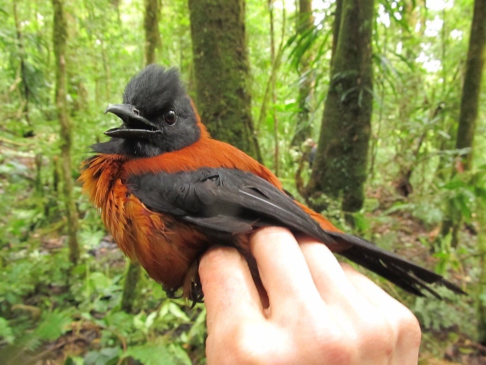 But deep inside the rainforests of New Guinea lives a bird unlike any other. Meet the hooded pitohui, the world’s only toxic bird. But deep inside the rainforests of New Guinea lives a bird unlike any other. Meet the hooded pitohui, the world’s only toxic bird.