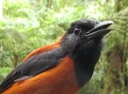 This striking orange-and-black bird isn’t just beautiful, it’s dangerous. Touch it and you will feel a burning, tingling, or numbing effect in your body, making it a unique example of aposematism (natural defence mechanism) in the avian world. This striking orange-and-black bird isn’t just beautiful, it’s dangerous. Touch it and you will feel a burning, tingling, or numbing effect in your body, making it a unique example of aposematism (natural defence mechanism) in the avian world.