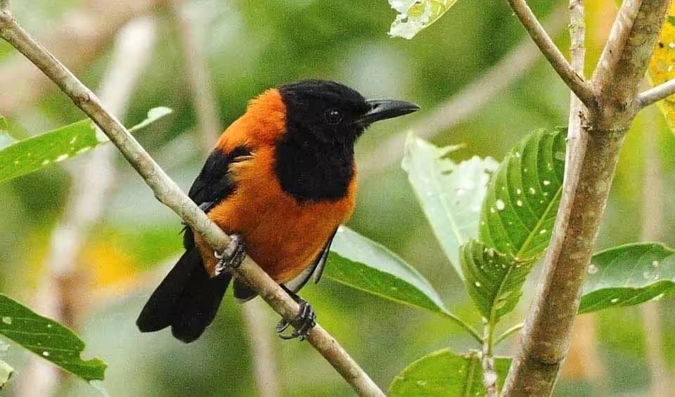 Reason? The hooded pitohui carries a powerful neurotoxin called batrachotoxin, the same poison found in deadly poison dart frogs. Reason? The hooded pitohui carries a powerful neurotoxin called batrachotoxin, the same poison found in deadly poison dart frogs.