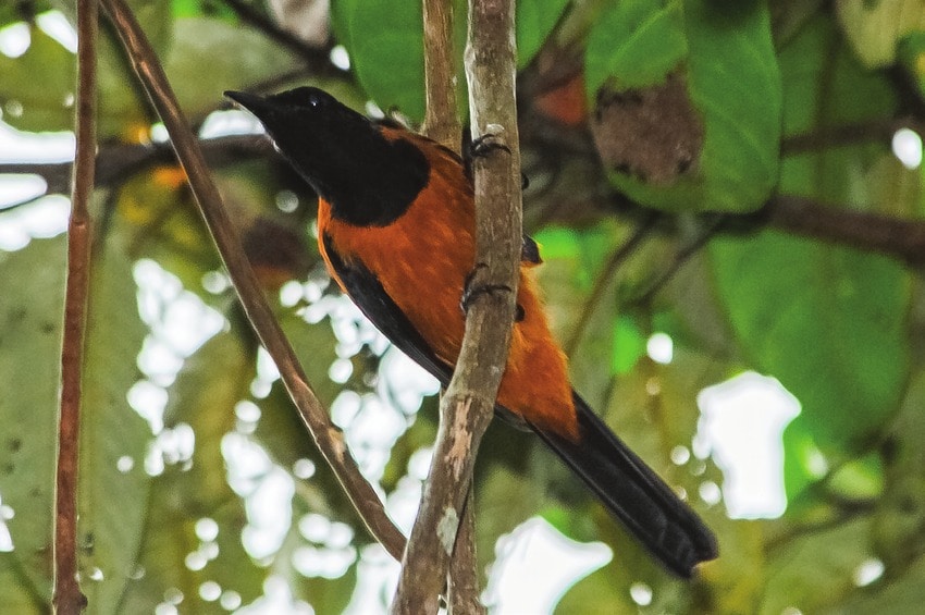 The mystery was uncovered in the late 1980s by scientist Jack Dumbacher. He discovered this toxic bird while doing fieldwork in New Guinea. After handling the bird, he experienced burning and numbness, according to Discover Wildlife. The mystery was uncovered in the late 1980s by scientist Jack Dumbacher. He discovered this toxic bird while doing fieldwork in New Guinea. After handling the bird, he experienced burning and numbness, according to Discover Wildlife.