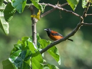 While the hooded pitohui is the most toxic, small amounts of the same toxin are found in other New Guinea birds, like the blue-capped ifrit (Ifrita kowaldi) and the little shrikethrush, making this rainforest one of nature’s most surprising places. While the hooded pitohui is the most toxic, small amounts of the same toxin are found in other New Guinea birds, like the blue-capped ifrit (Ifrita kowaldi) and the little shrikethrush, making this rainforest one of nature’s most surprising places.