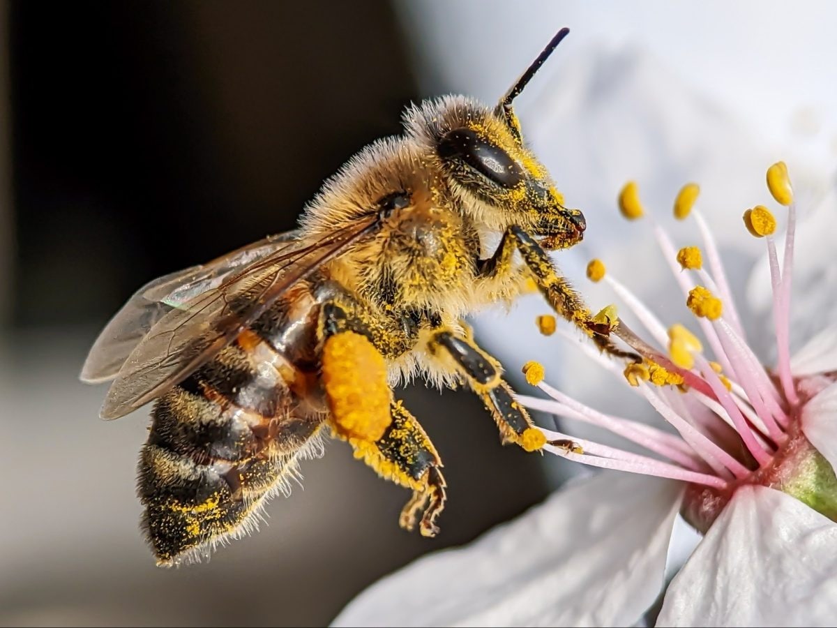 Talvez uma das previsões mais estranhas envolva um “grande enxame de abelhas”. De acordo com as interpretações modernas, Nostradamus pode ter sugerido um surto misterioso ou uma praga simbolizada pelas abelhas.