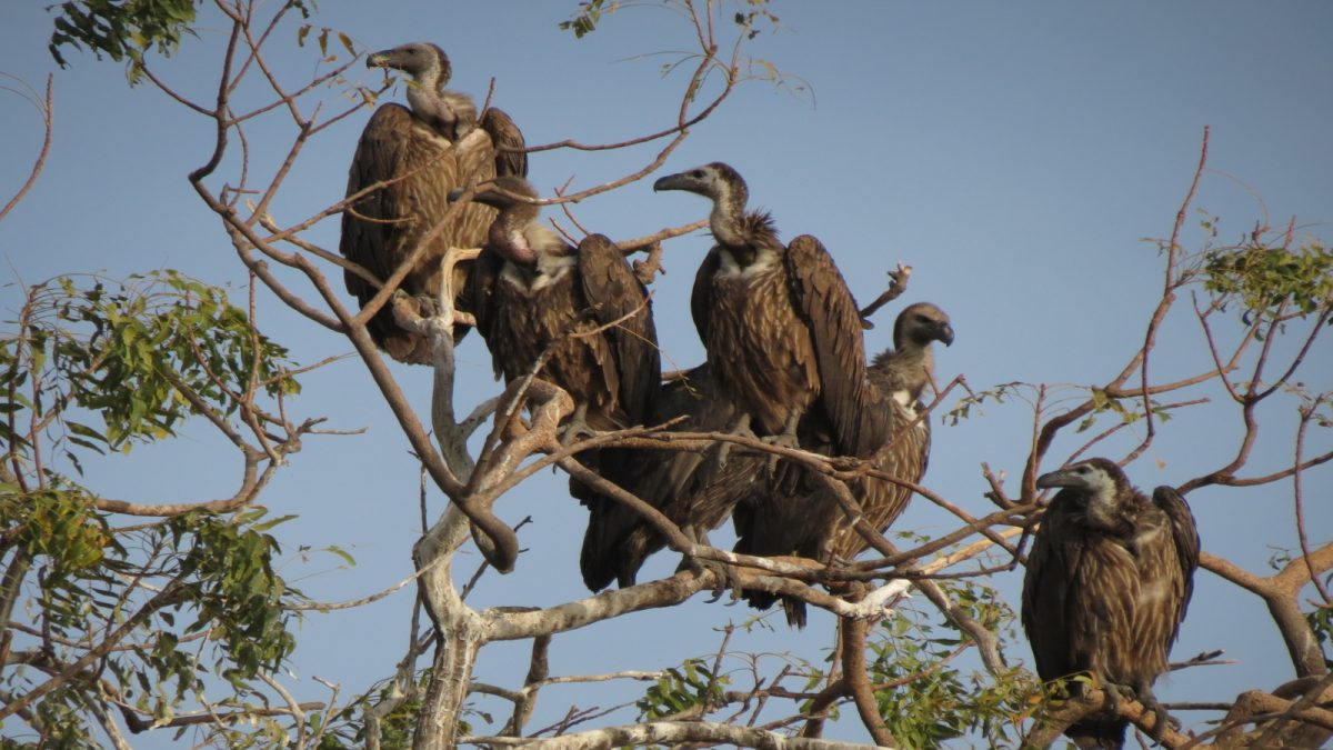 Assam To Reintroduce 12 Critically Endangered Slender-Billed, White-Rumped Vultures Into The Wild | India News Assam To Reintroduce 12 Critically Endangered Slender-Billed, White-Rumped Vultures Into The Wild | India News