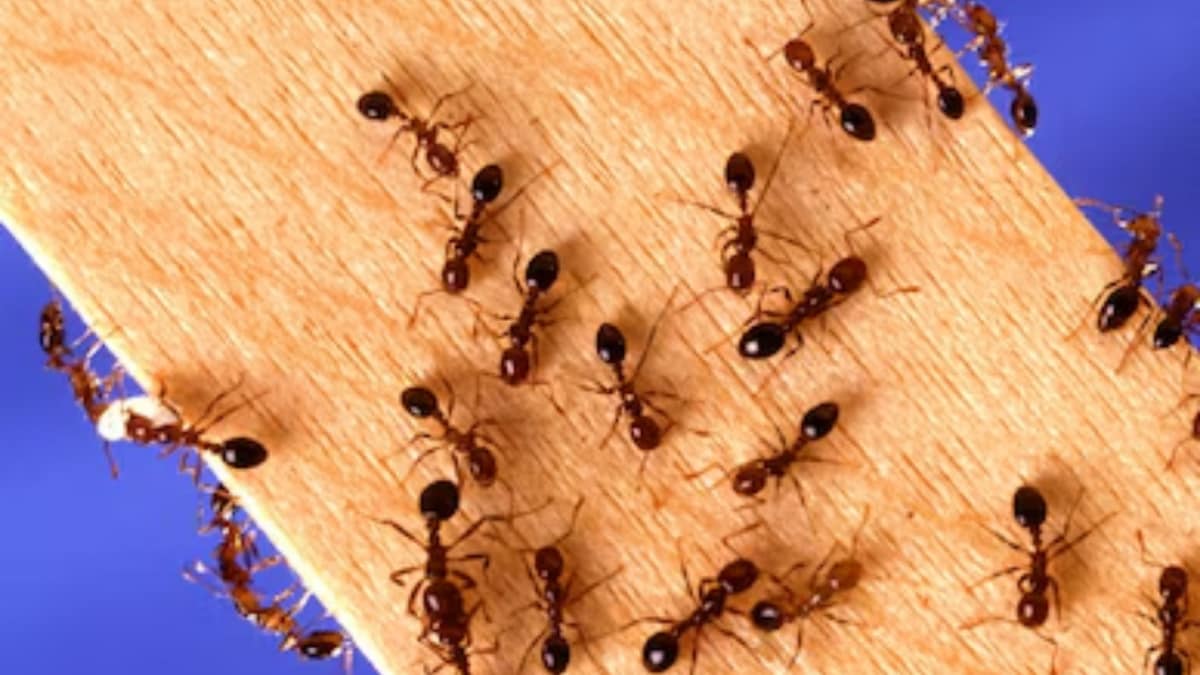 20,00,00,00,00,00,000 Ants! How They Secretly Dominate The World By Choosing To Be Weak