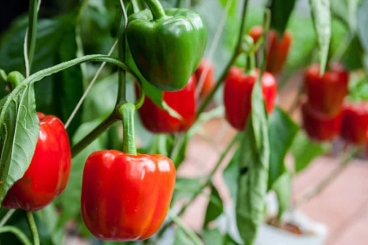 Grow Capsicum At Home: Easy Tips To Get Fresh, Chemical-Free Peppers Anytime