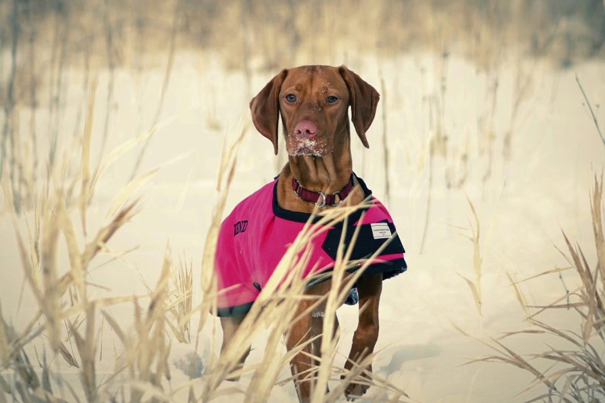 How To Protect Your Pets, Ensure They Are Warm This Winter Season