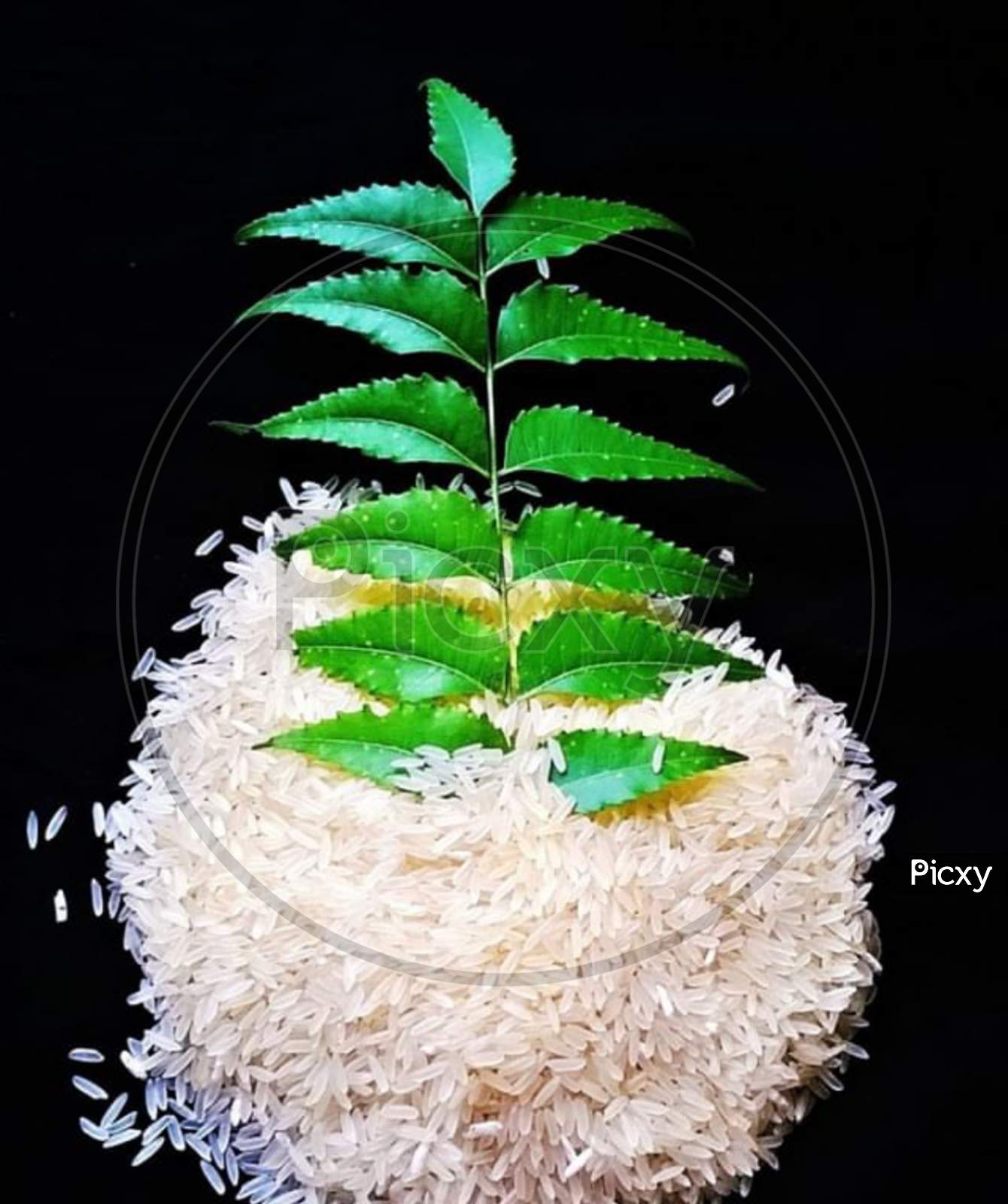 More jugaad forums? Natural insect repellents such as bay leaves, cloves, or dried neem leaves can help keep rice bugs away naturally.