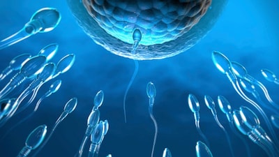 Research shows that just two to three weeks of high-sugar, high-fat, ultra-processed eating can disrupt insulin sensitivity and inflammatory pathways linked to ovulation and sperm health. (Getty Images)